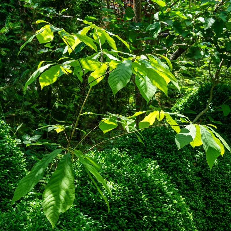 Asimina triloba – Pawpaw (Asiminier trilobé)