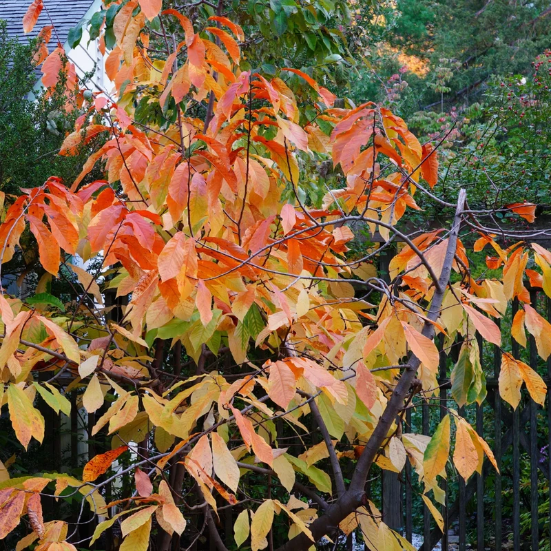Asimina triloba – Pawpaw (Asiminier trilobé)