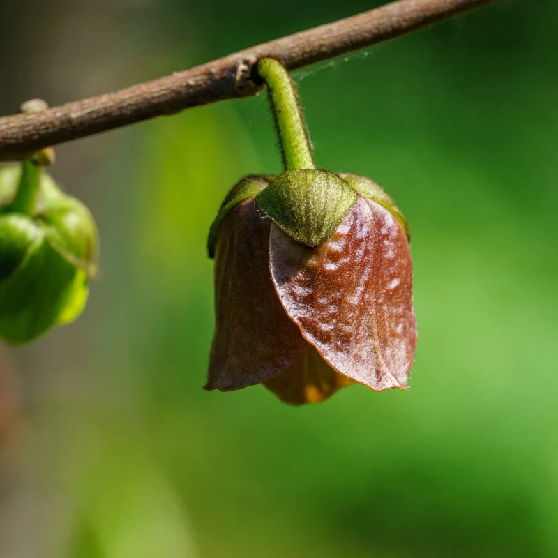 Asimina triloba – Pawpaw (Asiminier trilobé)