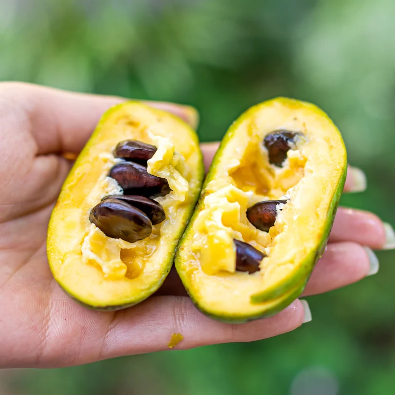 Asimina triloba – Pawpaw (Asiminier trilobé)