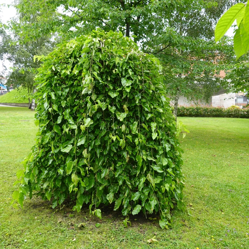 Morus alba 'Chaparral' – Mûrier blanc pleureur