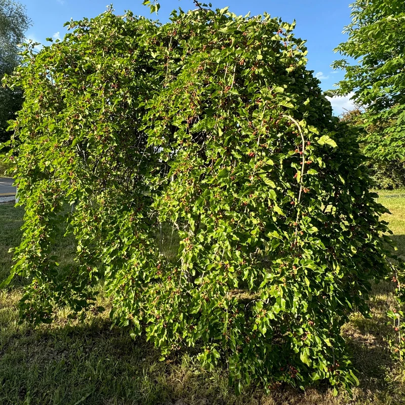 Morus alba 'Chaparral' – Mûrier blanc pleureur