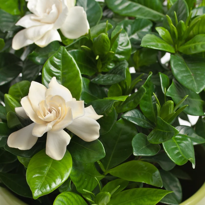 Gardenia jasminoides – Gardénia (Jasmin du Cap)