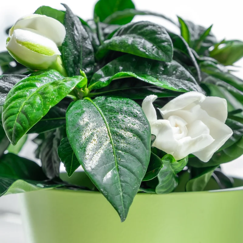 Gardenia jasminoides – Gardénia (Jasmin du Cap)
