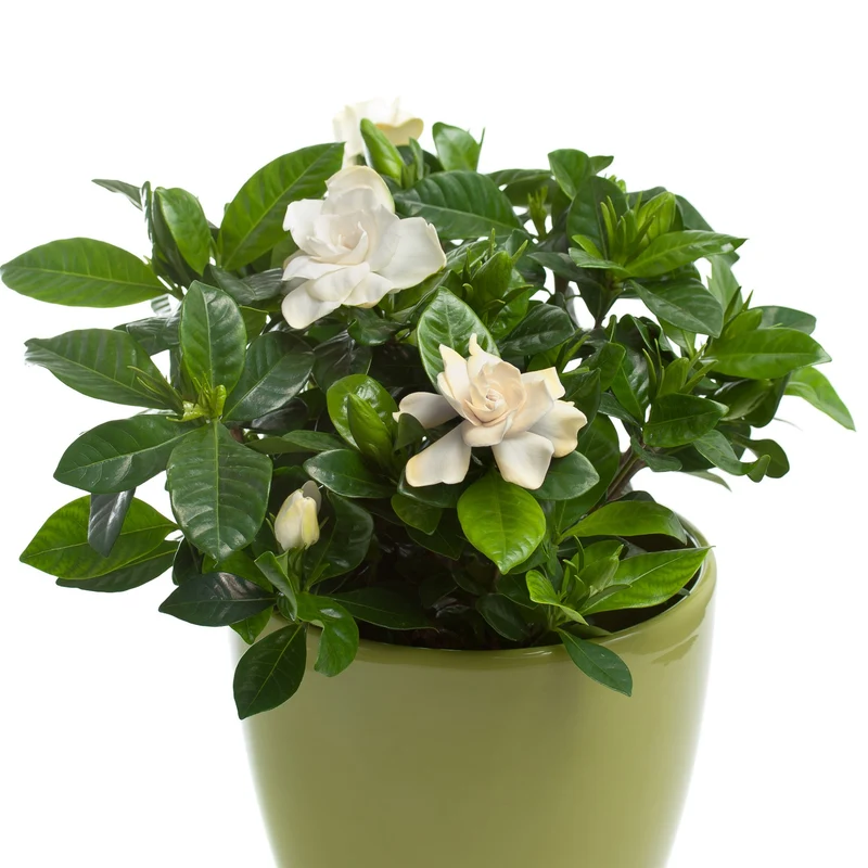 Gardenia jasminoides – Gardénia (Jasmin du Cap)