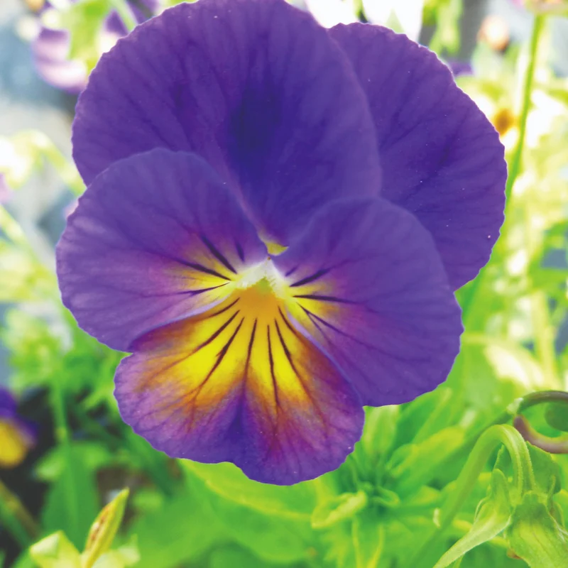 Viola cornuta 'Celestial™ Northern Lights' – Pensée cornue (Violette cornue)