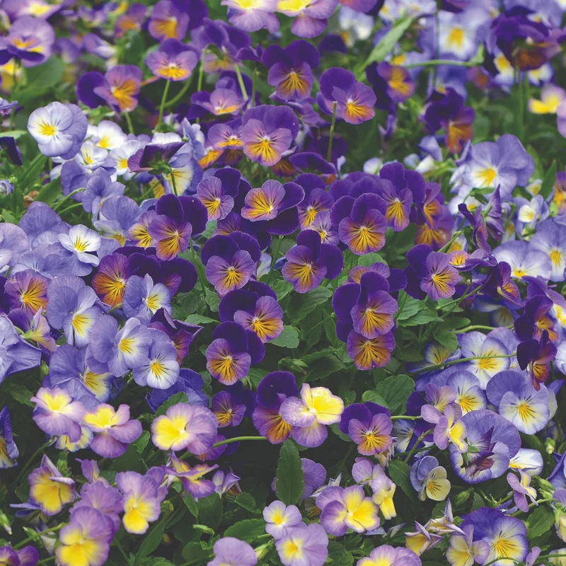 Viola cornuta 'Celestial™ Northern Lights' – Pensée cornue (Violette cornue)
