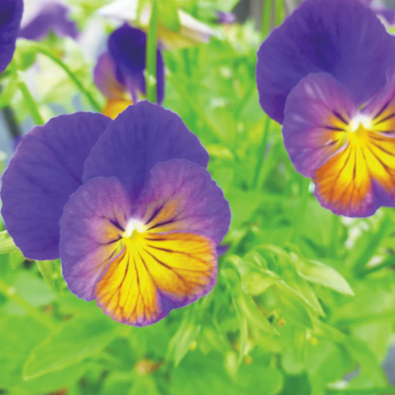Viola cornuta 'Celestial™ Northern Lights' – Pensée cornue (Violette cornue)