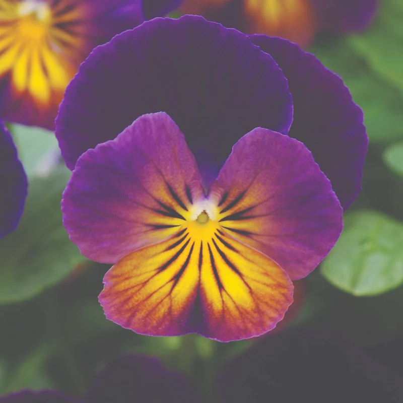 Viola cornuta 'Celestial™ Northern Lights' – Pensée cornue (Violette cornue)