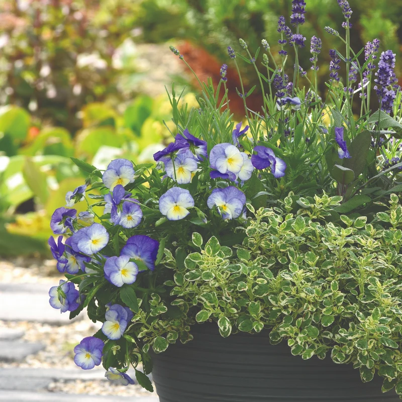 Viola cornuta 'Halo™ Sky Blue' – Pensée cornue (Violette cornue)