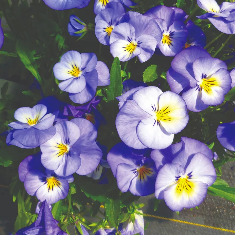 Viola cornuta 'Halo™ Sky Blue' – Pensée cornue (Violette cornue)