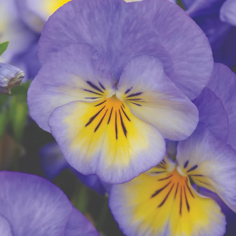 Viola cornuta 'Halo™ Sky Blue' – Pensée cornue (Violette cornue)
