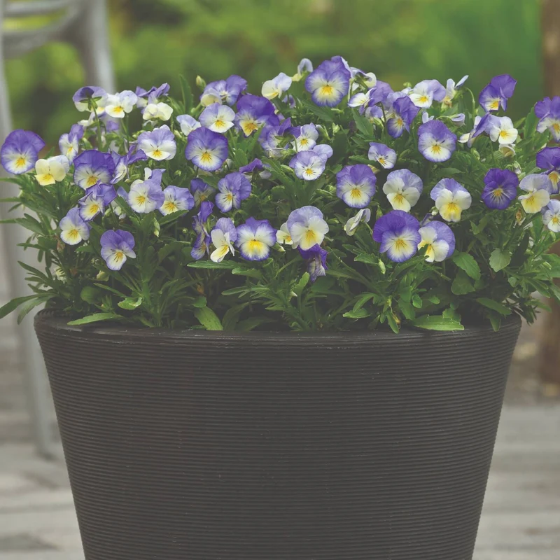 Viola cornuta 'Halo™ Sky Blue' – Pensée cornue (Violette cornue)
