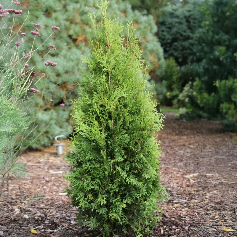 Thuja occidentalis 'Private Jet®' – Cèdre de l'Est 'Private Jet®'