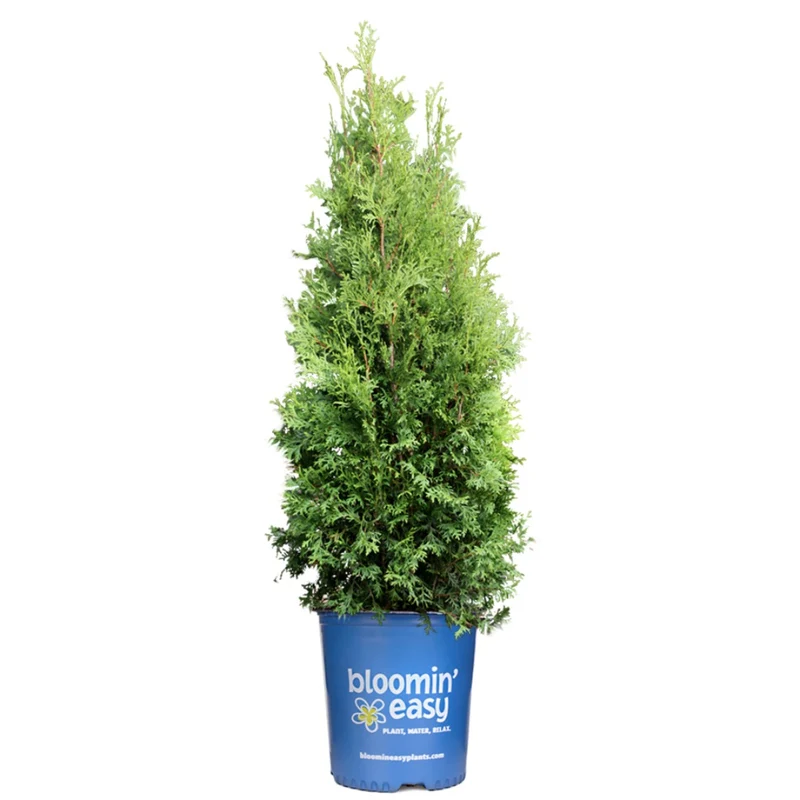 Thuja occidentalis 'Private Jet®' – Cèdre de l'Est 'Private Jet®'