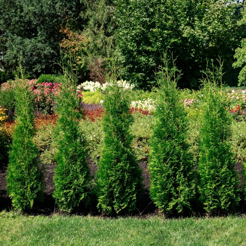 Thuja occidentalis 'Private Jet®' – Cèdre de l'Est 'Private Jet®'