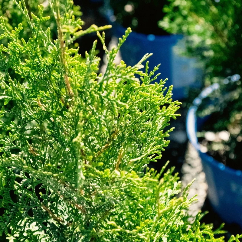 Thuja occidentalis 'Private Jet®' – Cèdre de l'Est 'Private Jet®'