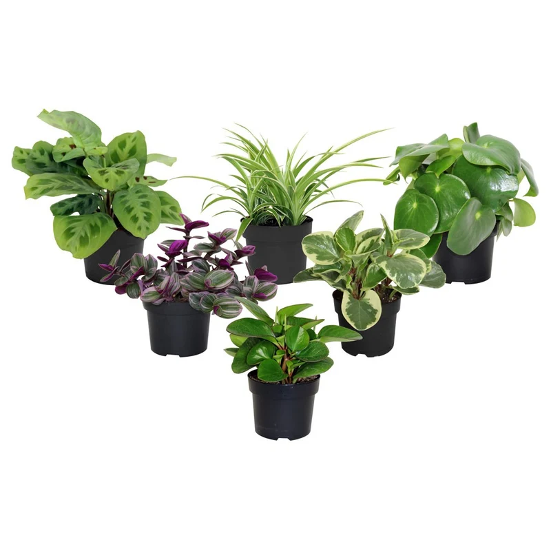 Plantes tropicales assorties - Collection Premium