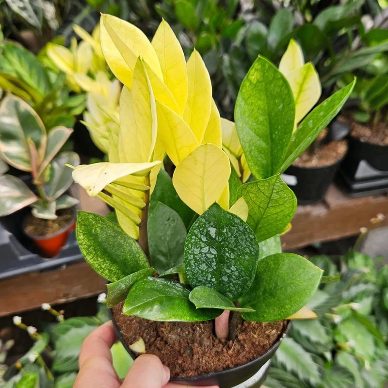 Zamioculcas zamiifolia 'Chameleon' - Plante ZZ 'Chameleon'
