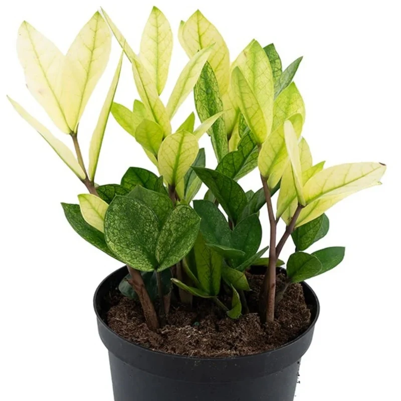 Zamioculcas zamiifolia 'Chameleon' - Plante ZZ 'Chameleon'