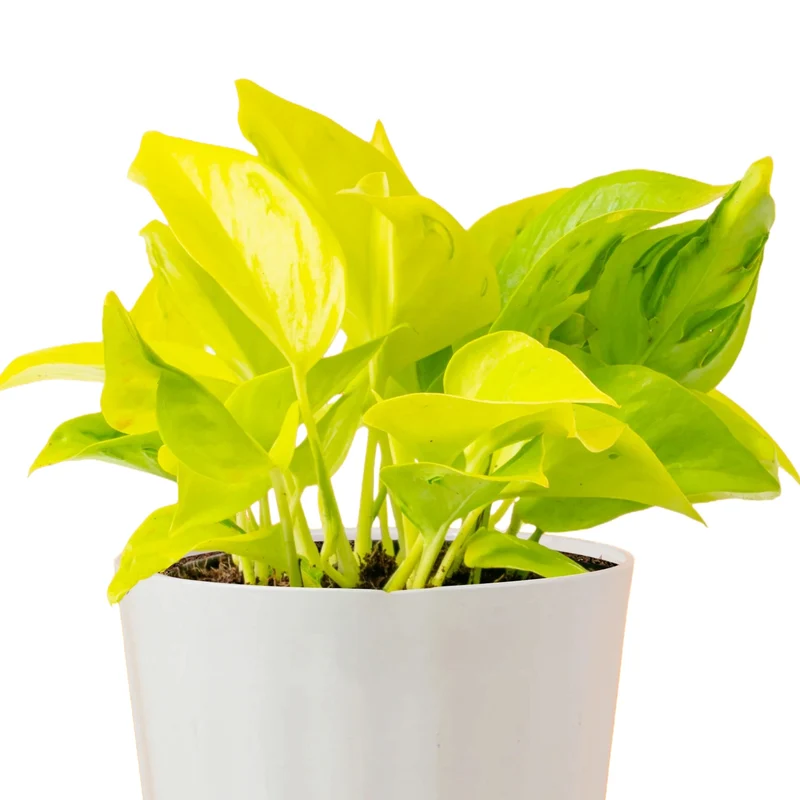 Epipremnum aureum 'Champs Élysées' - Pothos 'Champs Élysées'