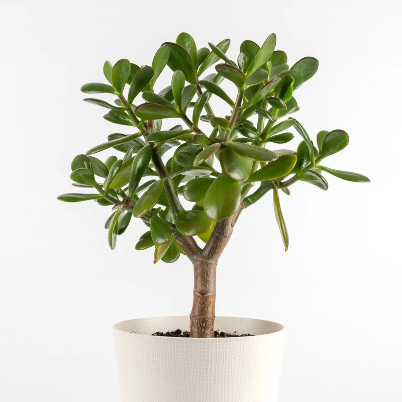 Crassula ovata 'Jade Bonsai' - Jade Bonsai
