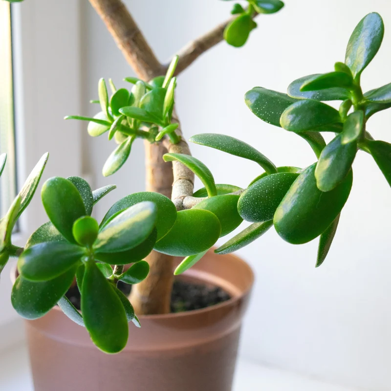 Crassula ovata 'Jade Bonsai' - Jade Bonsai