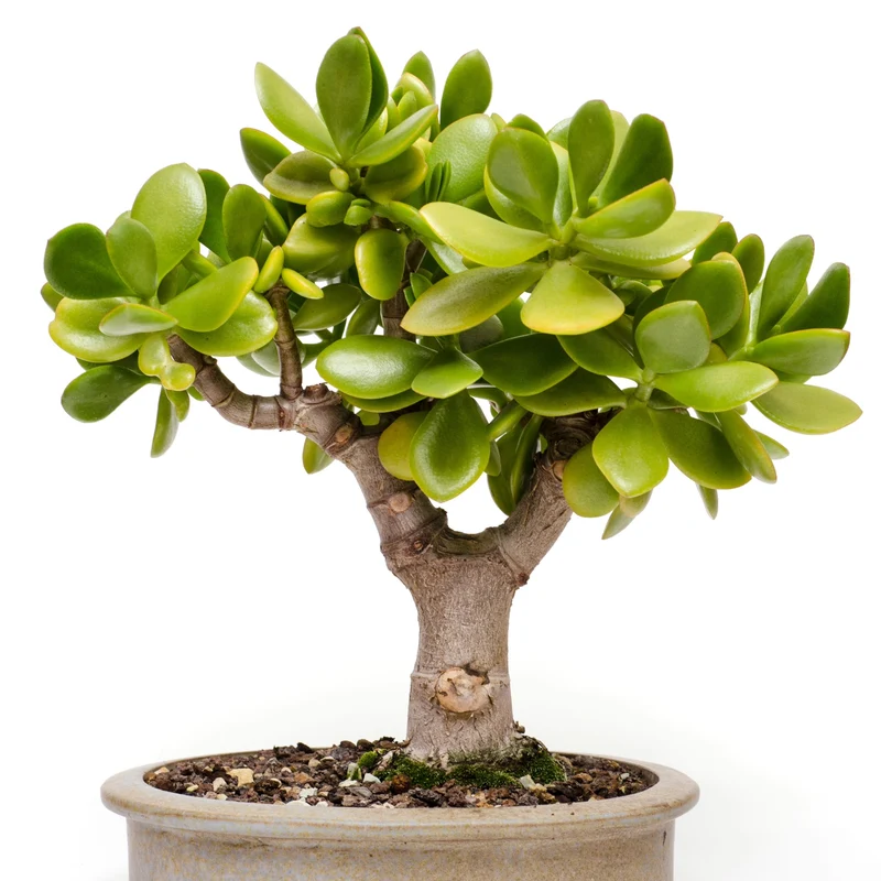 Crassula ovata 'Jade Bonsai' - Jade Bonsai