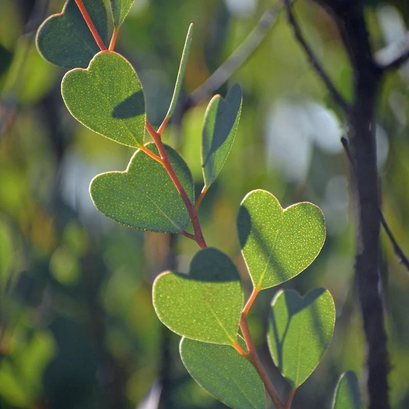 Eucalyptus websteriana 'Botanic Hearts' – Eucalyptus à feuilles de cœur