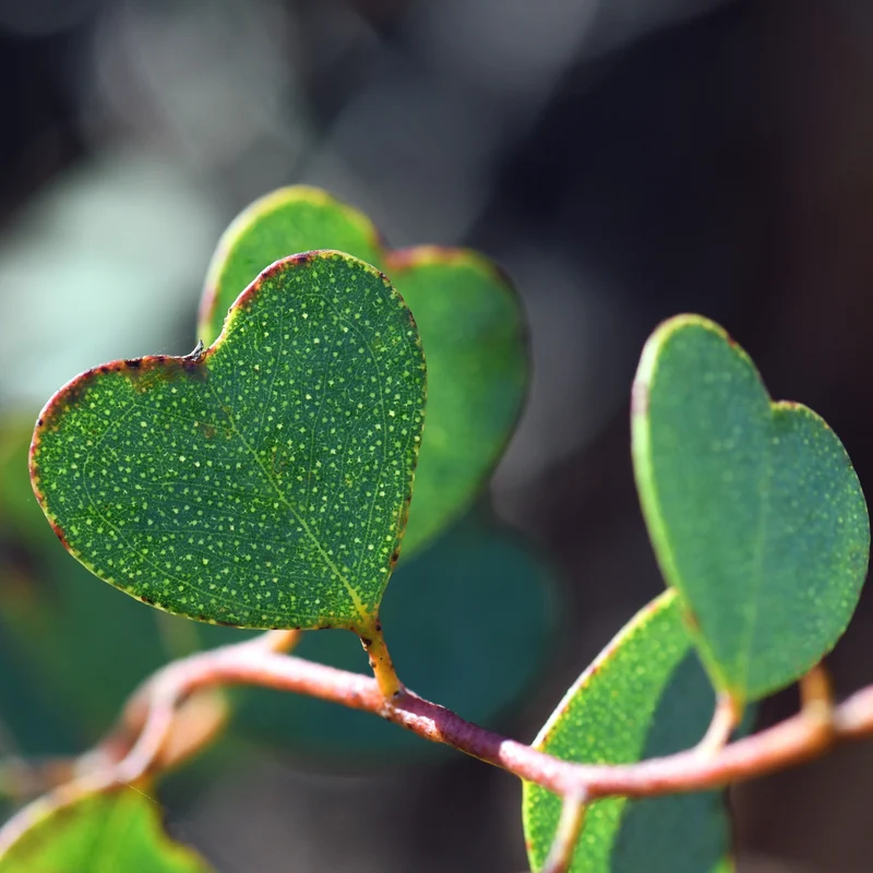 Eucalyptus websteriana 'Botanic Hearts' – Eucalyptus à feuilles de cœur