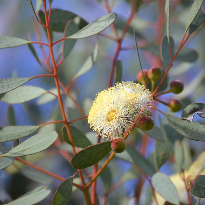 Eucalyptus websteriana 'Botanic Hearts' – Eucalyptus à feuilles de cœur