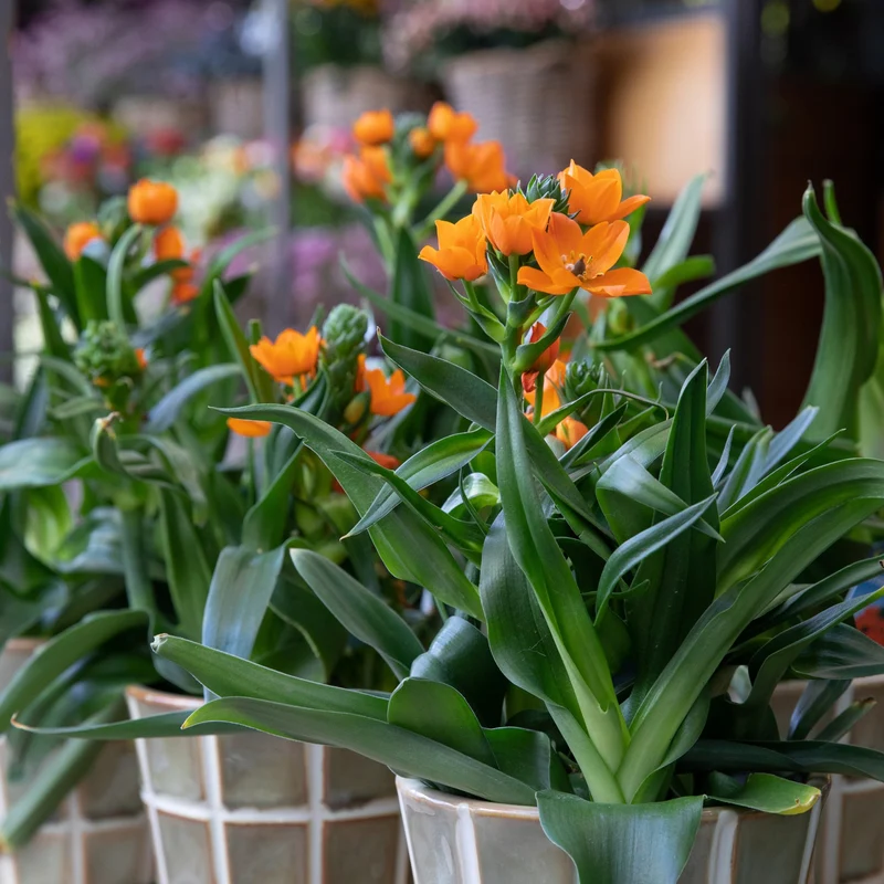 Ornithogalum dubium – Ornithogale