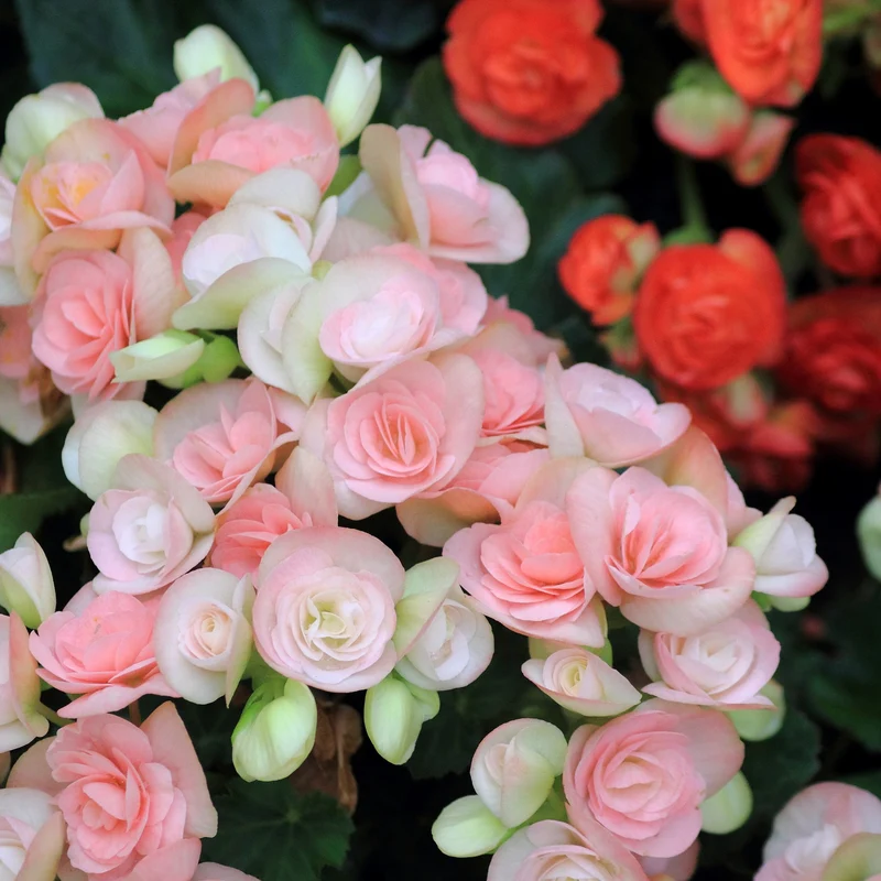 Begonia x hiemalis – Bégonia Rieger