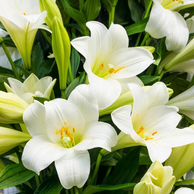 Lilium longiflorum 'Miracle' – Lys de Pâques 'Miracle'