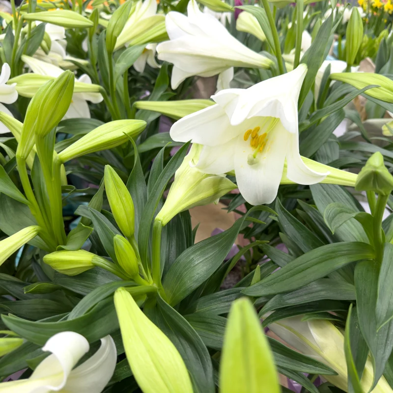Lilium longiflorum 'Miracle' – Lys de Pâques 'Miracle'
