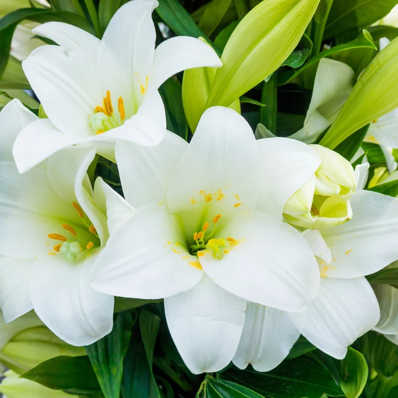 Lilium longiflorum 'Miracle' – Lys de Pâques 'Miracle'