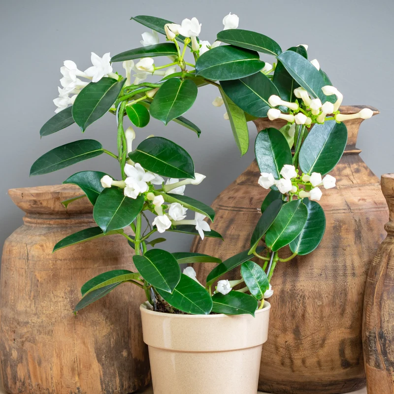 Stephanotis floribunda – Jasmin de Madagascar