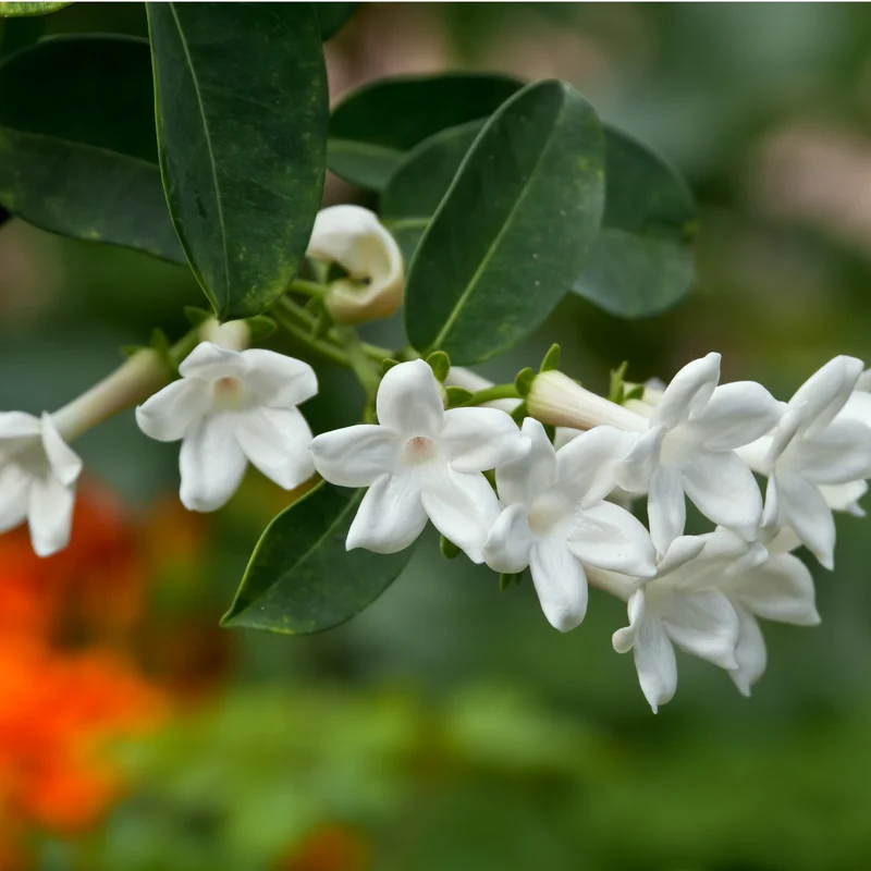 Stephanotis floribunda – Jasmin de Madagascar