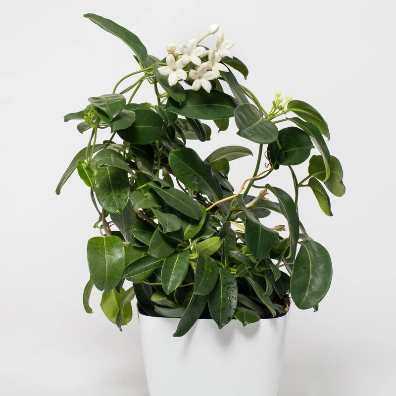 Stephanotis floribunda – Jasmin de Madagascar