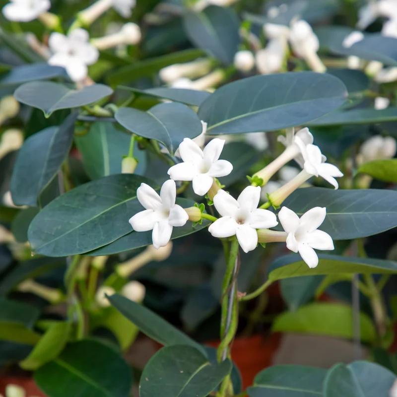 Stephanotis floribunda – Jasmin de Madagascar