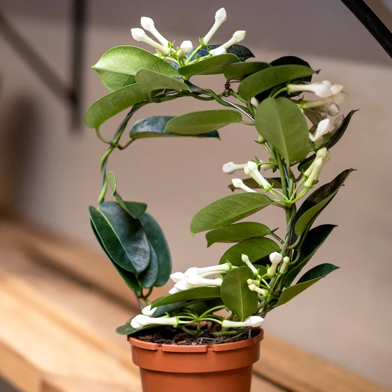 Stephanotis floribunda – Jasmin de Madagascar