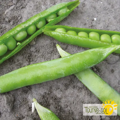 Semences Pois à écosser Bio