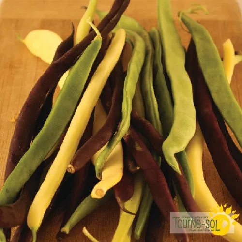 Semences Mélange de haricots grimpants Bio