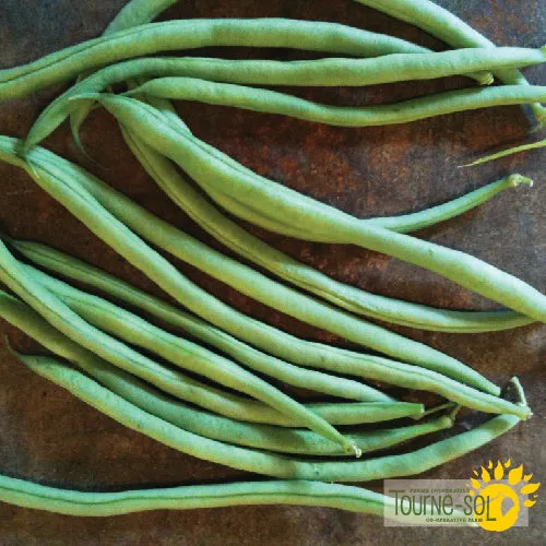 Semences Haricot grimpant vert 'Cobra' Bio