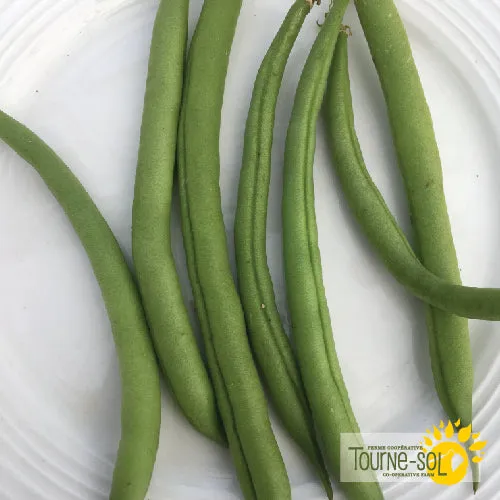 Semences Haricot nain vert 'Provider' Bio