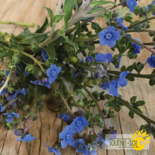 Semences Cynoglossum 'Blue Chinese Forget-Me-Not' Bio