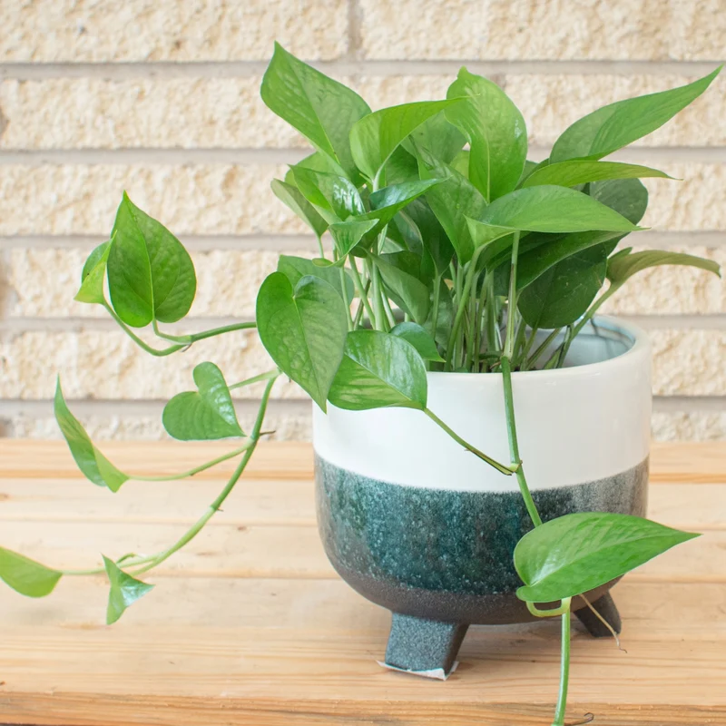 Epipremnum aureum 'Jade' – Pothos Jade