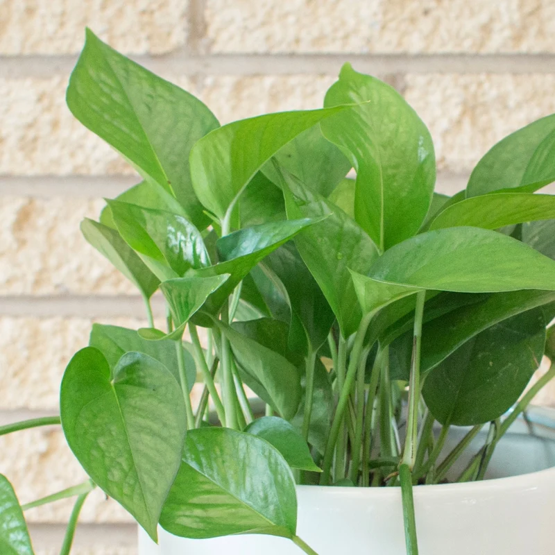 Epipremnum aureum 'Jade' – Pothos Jade