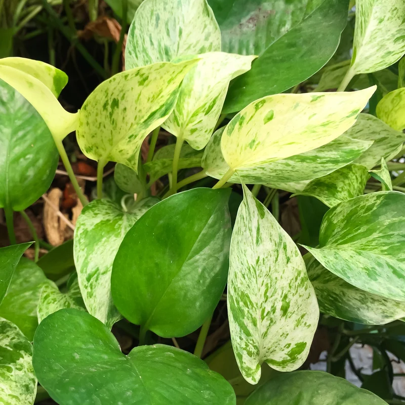 Epipremnum aureum – Pothos Doré (Scindapsus doré)