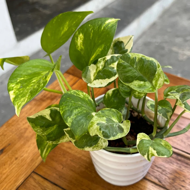 Epipremnum aureum – Pothos Doré (Scindapsus doré)